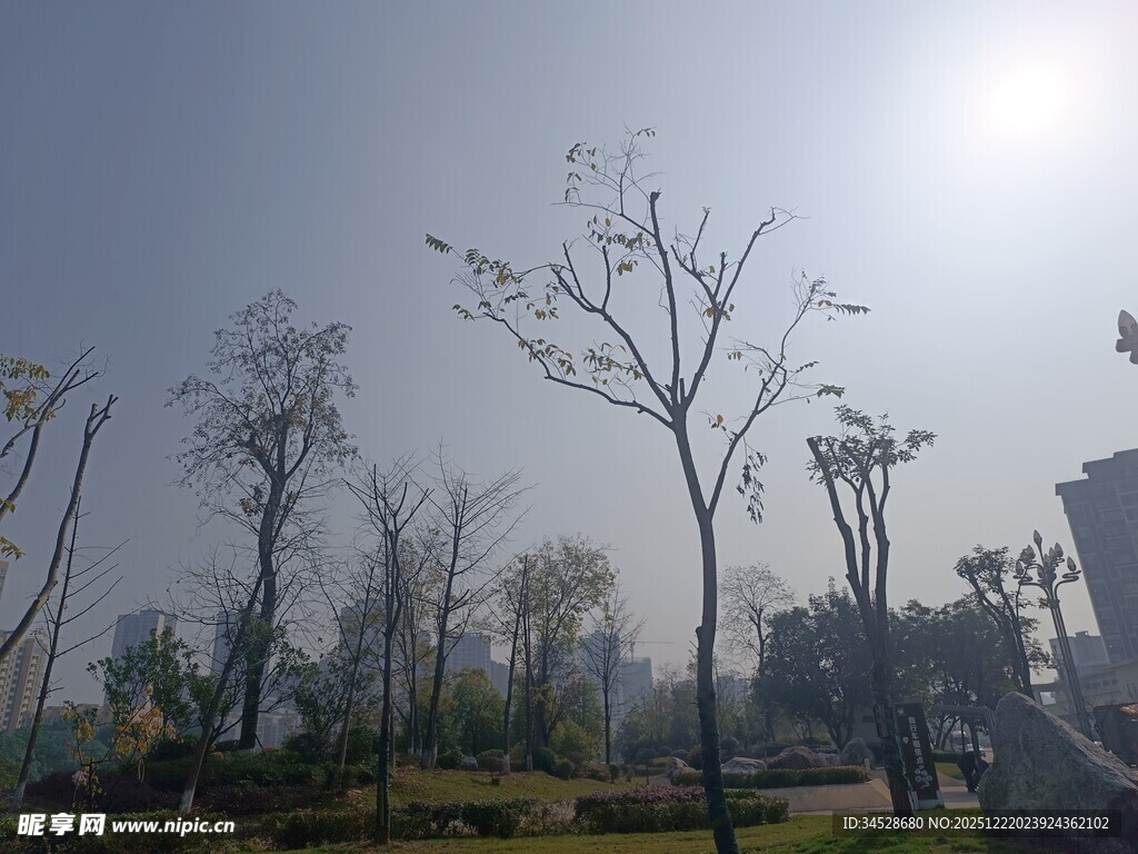 冬日暖阳下的萧瑟树林