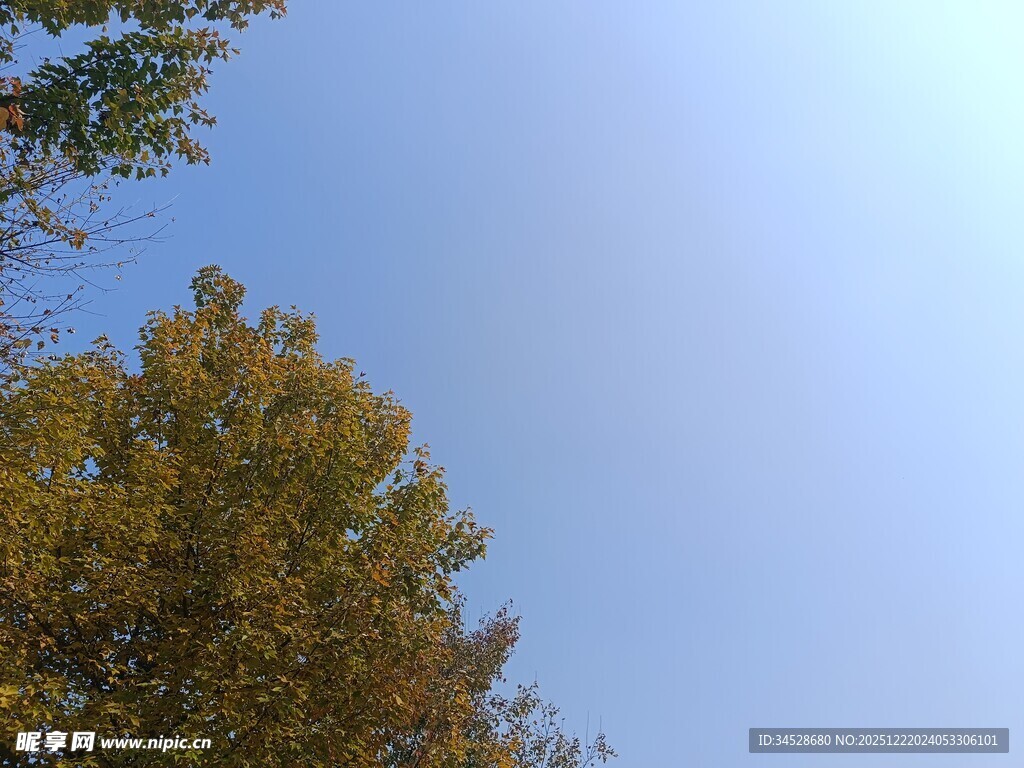 秋日蓝天与金黄树木