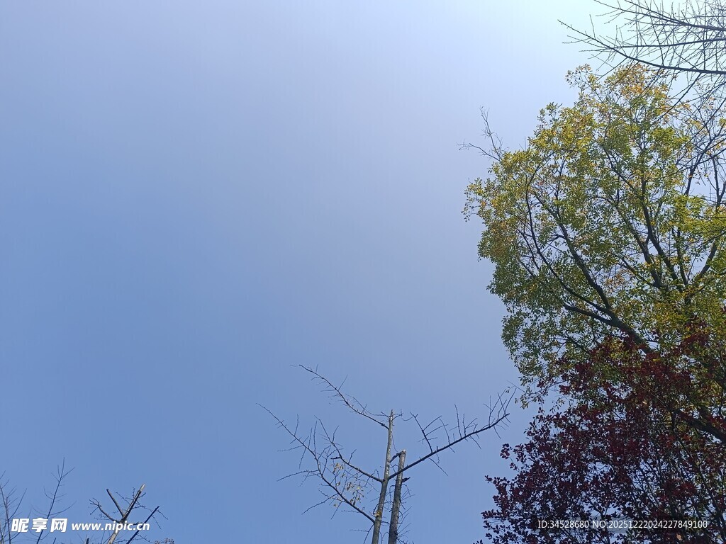 秋日树梢与晴朗蓝天