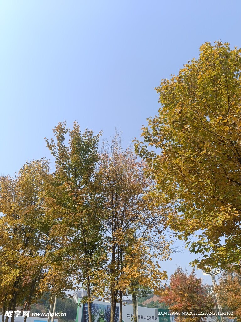 秋日金黄树木风景