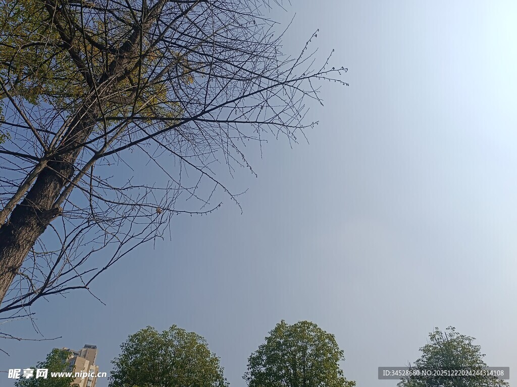 光秃树枝下的绿树景观