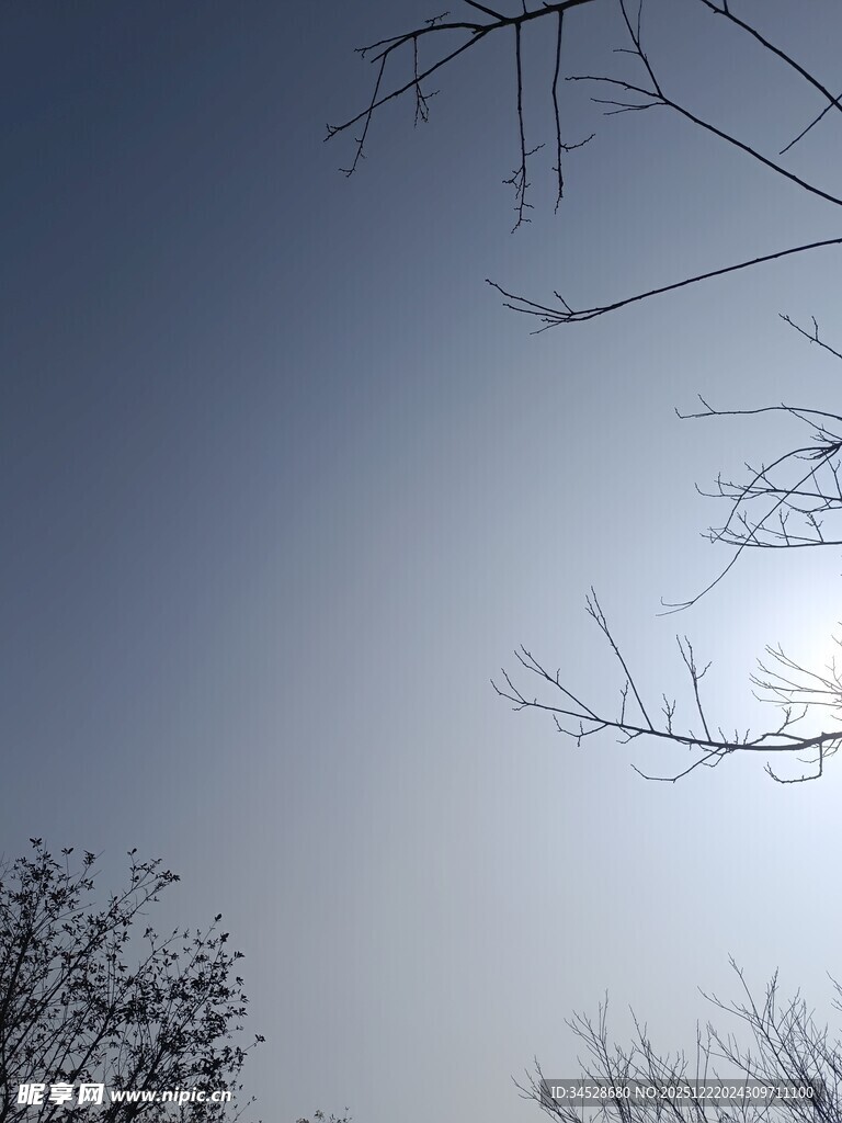 冬日树枝映衬下的朦胧天空