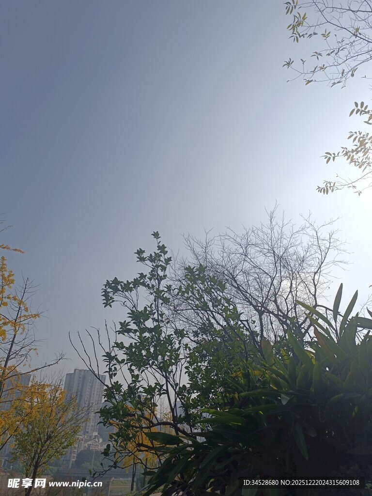 阳光下的绿植与蓝天