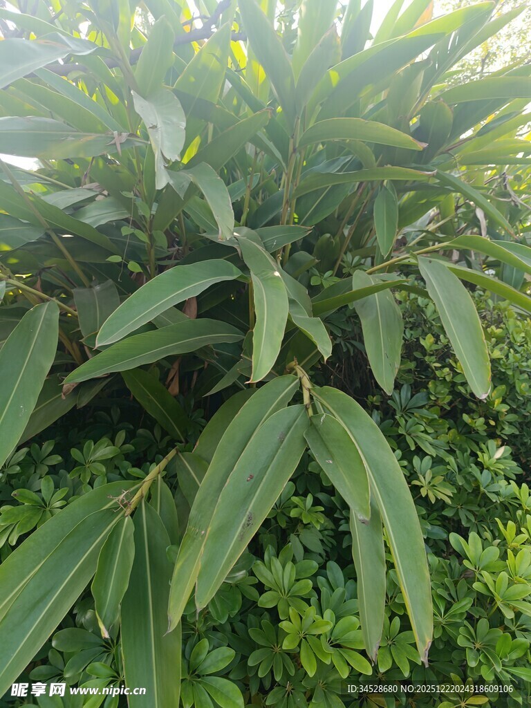 翠绿繁茂的热带植物叶片