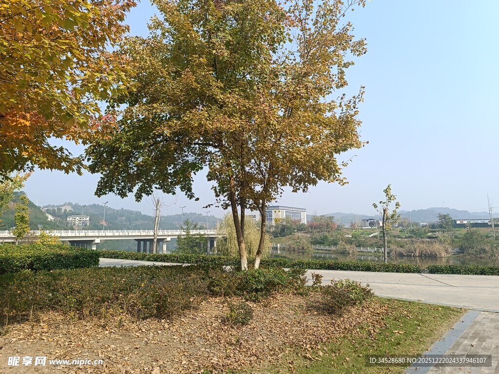 秋日公园树木与小径美景