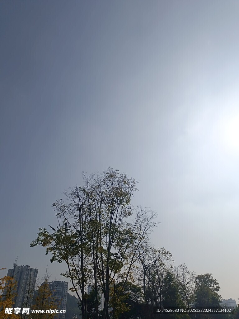 阳光下的树木与城市天际