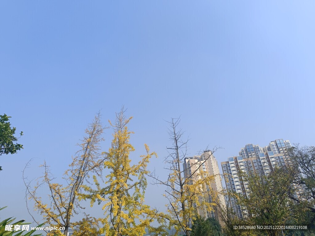 秋日银杏与城市建筑景观