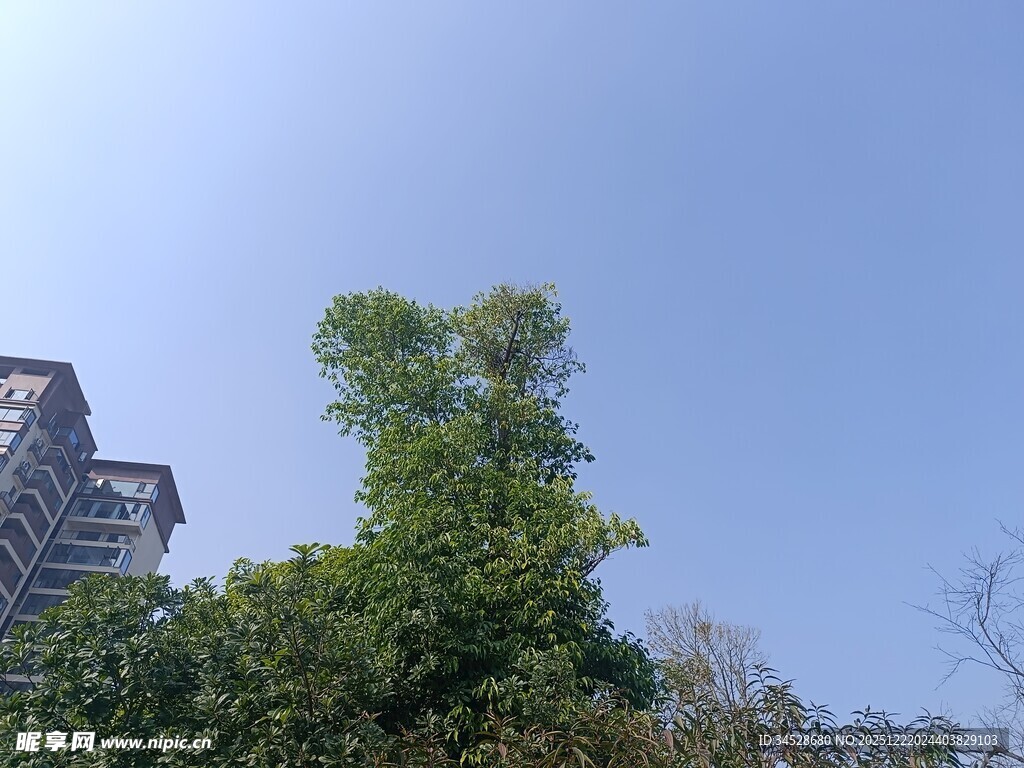 蓝天绿树旁的高楼景观