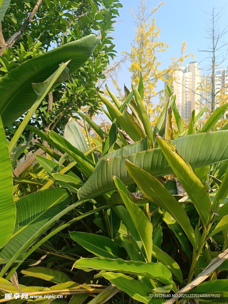 翠绿植物展现自然生机