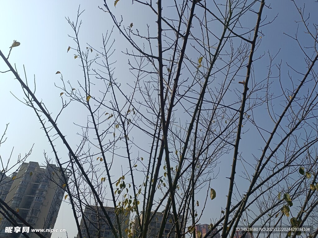 冬日光秃树枝与高楼