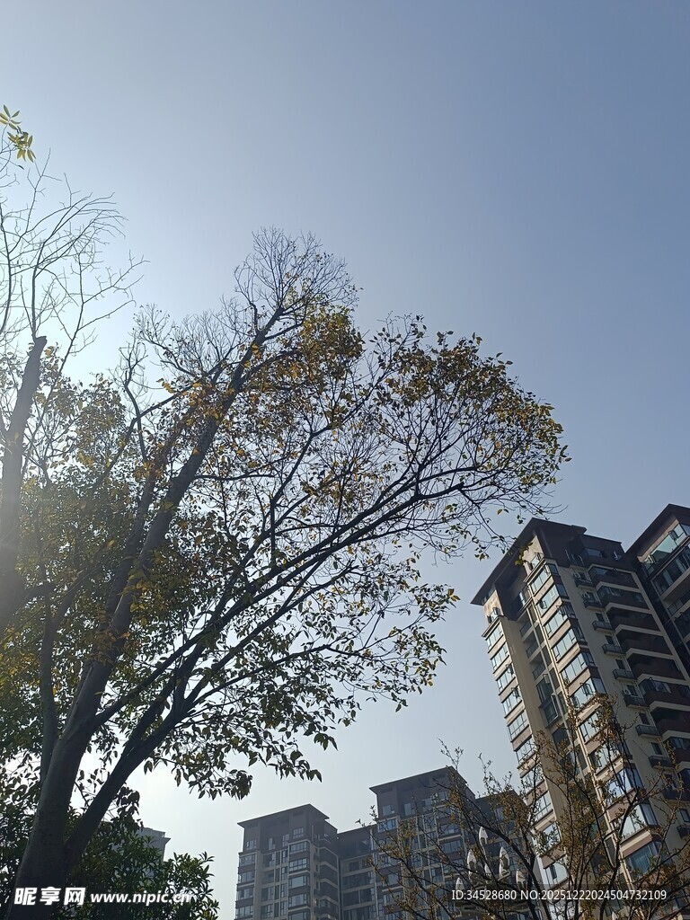 秋日阳光下的树木与楼房