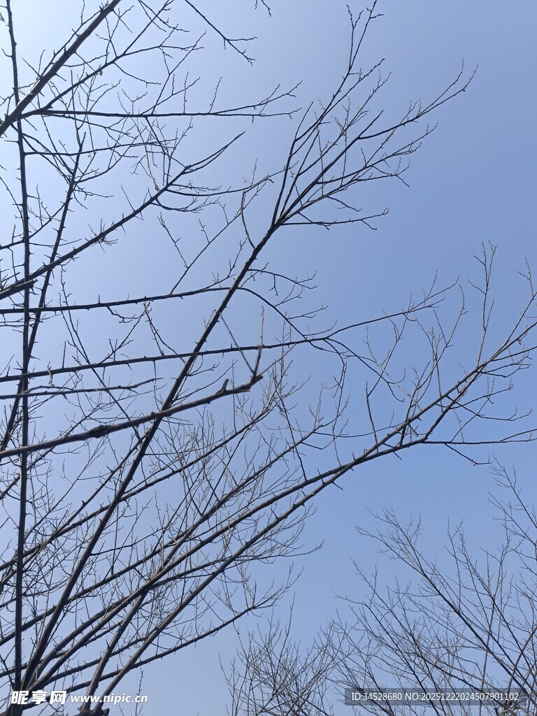 冬日光秃树枝与晴朗天空