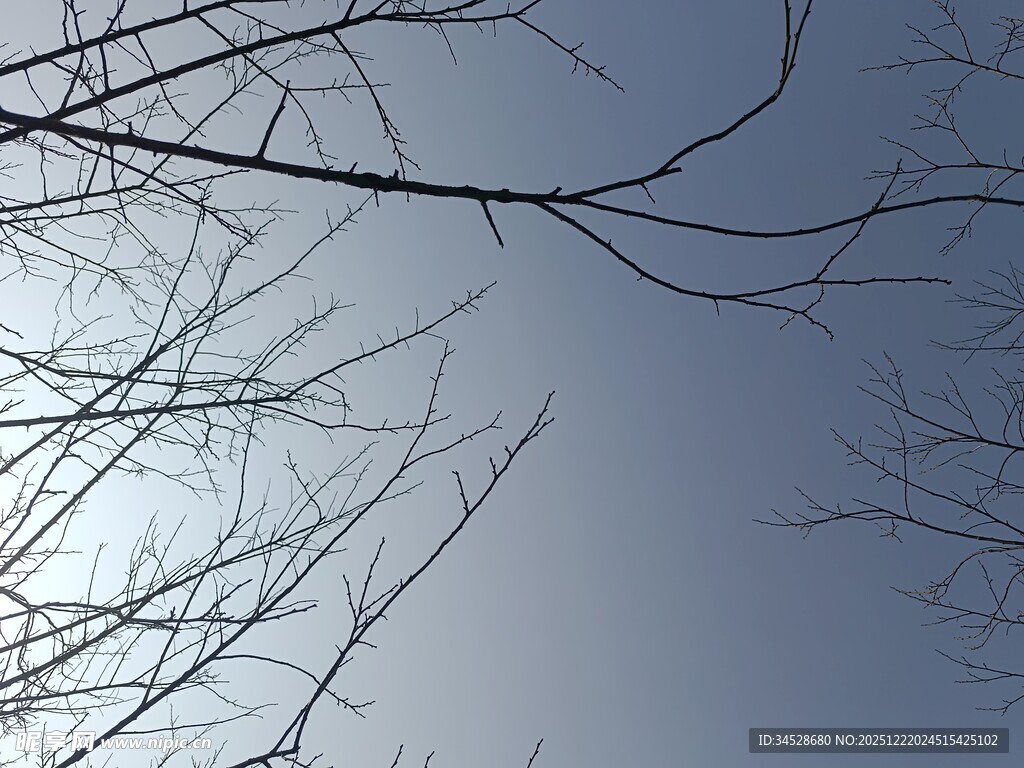 冬日光秃树枝与蓝天