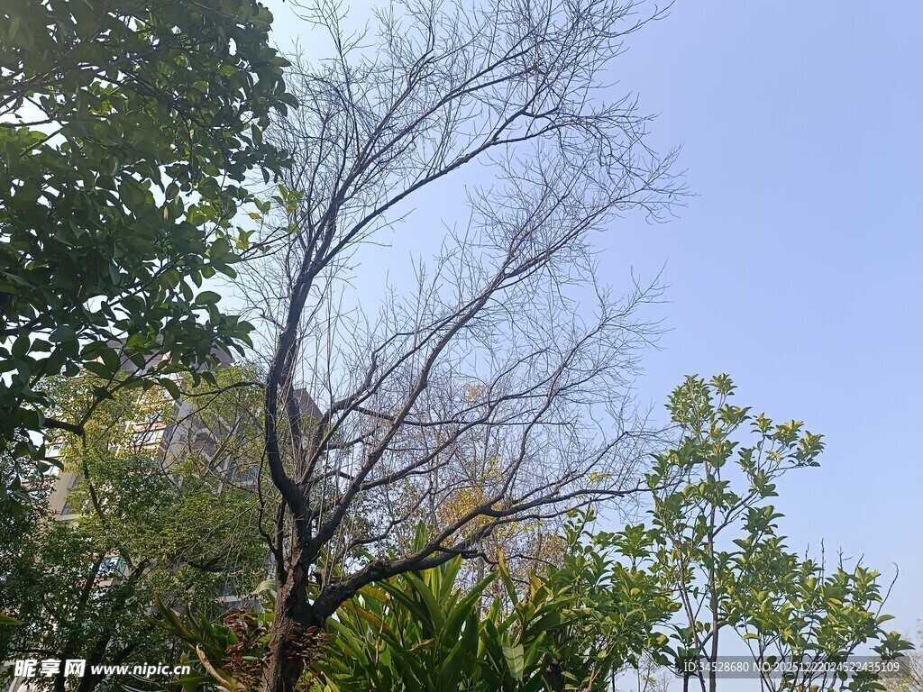 枯树与绿树相映的景致