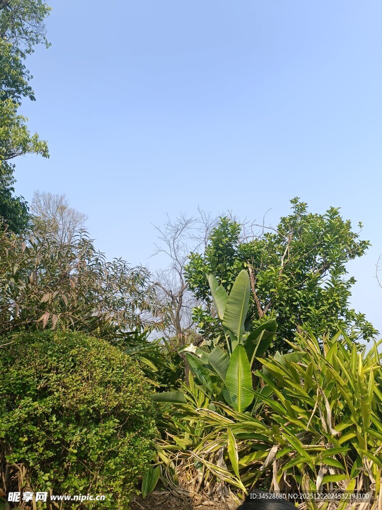 蓝天映衬下的繁茂绿植