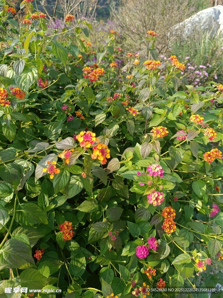 多彩花卉绽放于绿叶间