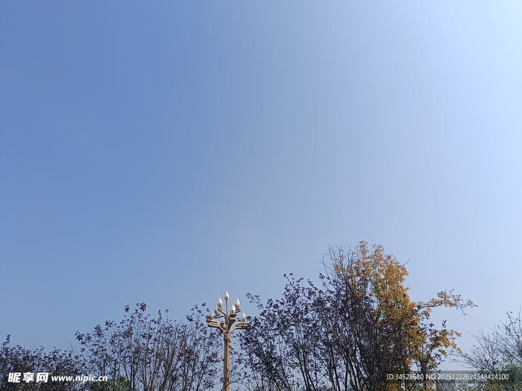 蓝天映衬下的树木