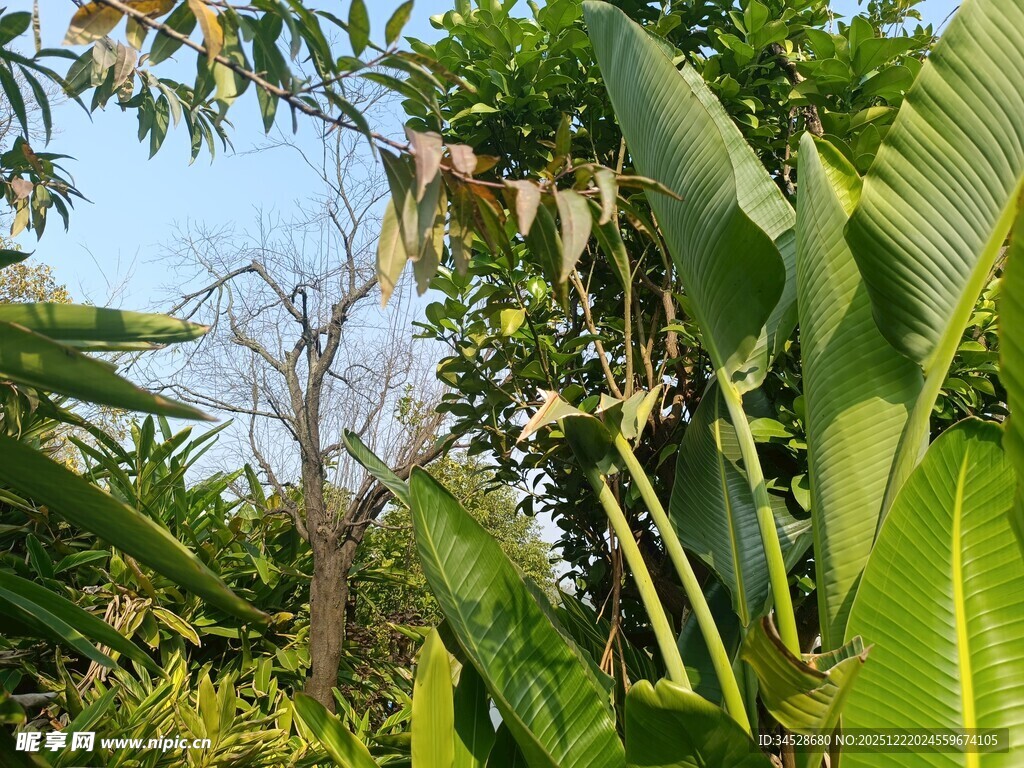 繁茂绿植中的自然景致