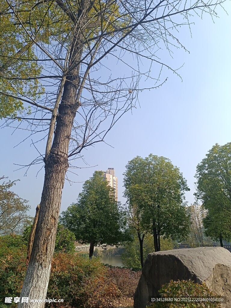 秋日公园树木与石桥景致