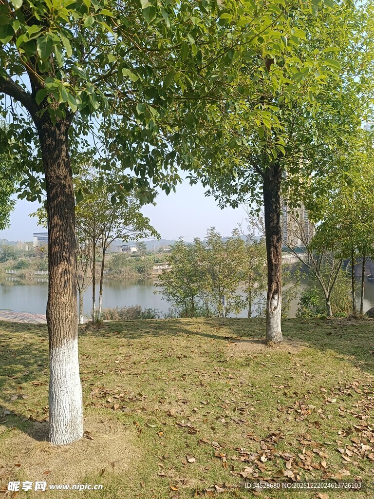 湖畔绿树成荫的静谧景致