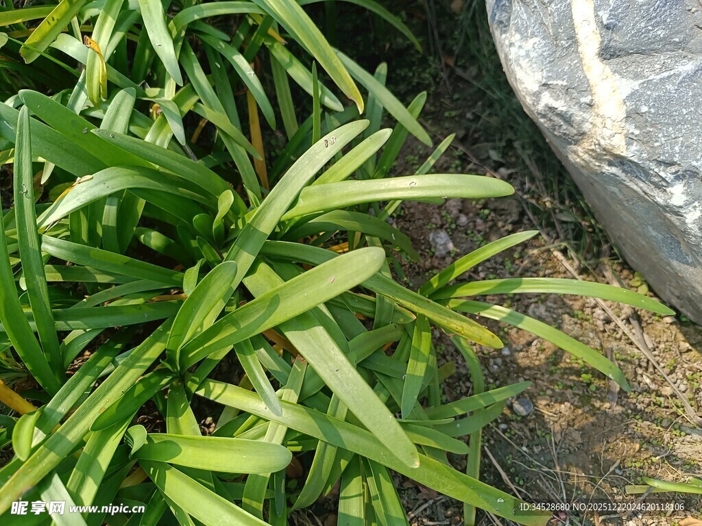 翠绿兰草与石相伴