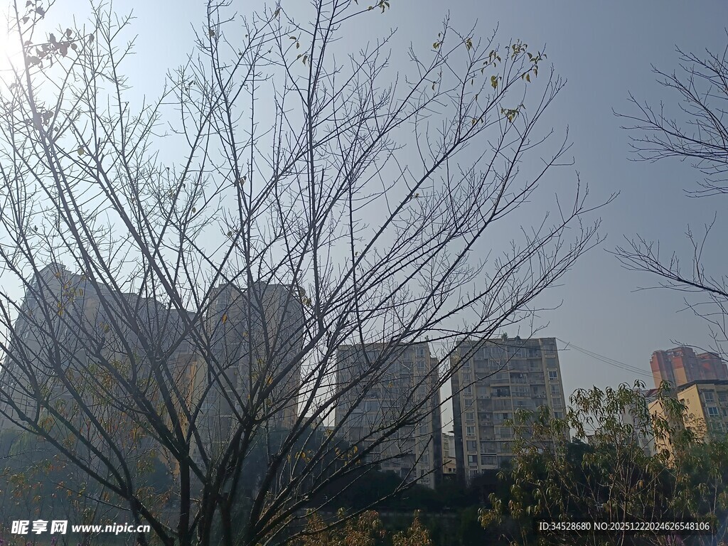 冬日枯树与远处高楼