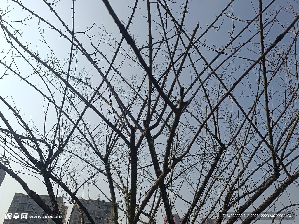 冬日光秃树枝与蓝天景象