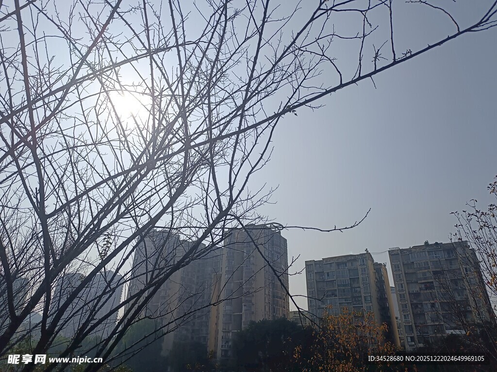 冬日枯树与远处高楼