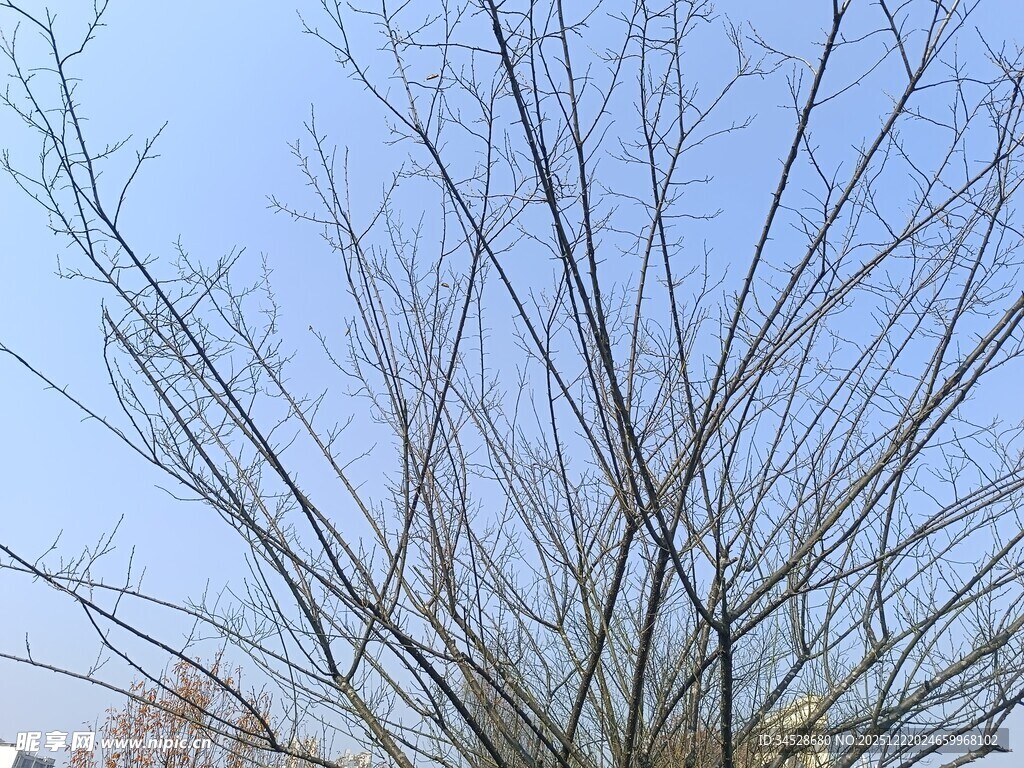 光秃树枝映衬蓝天