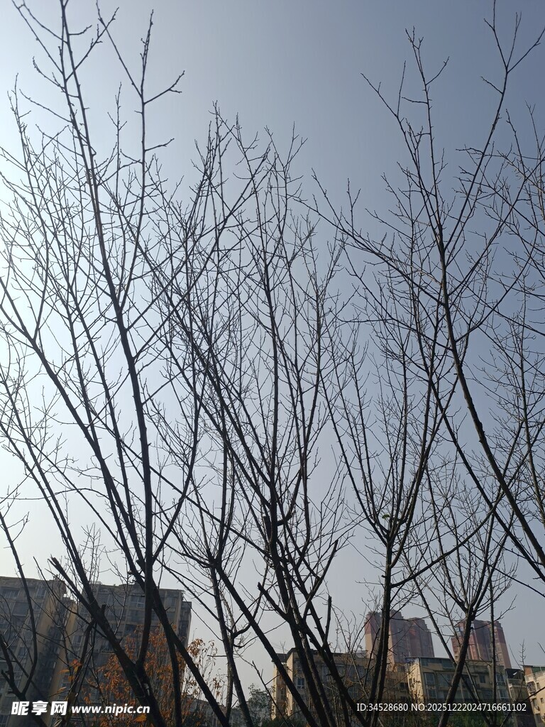 冬日光秃树木与远处建筑