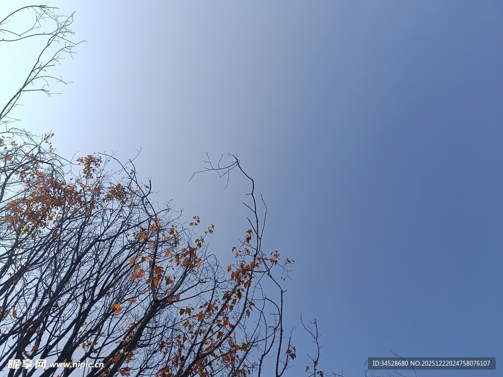 蓝天枯枝景象