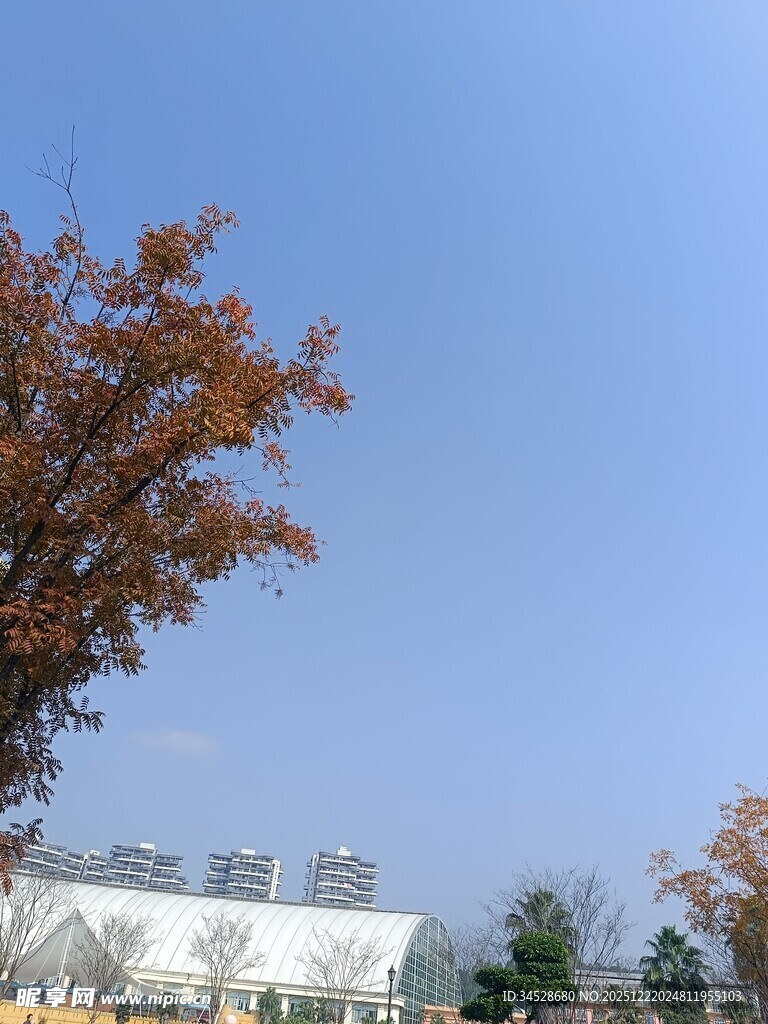 秋日树梢下的城市景致