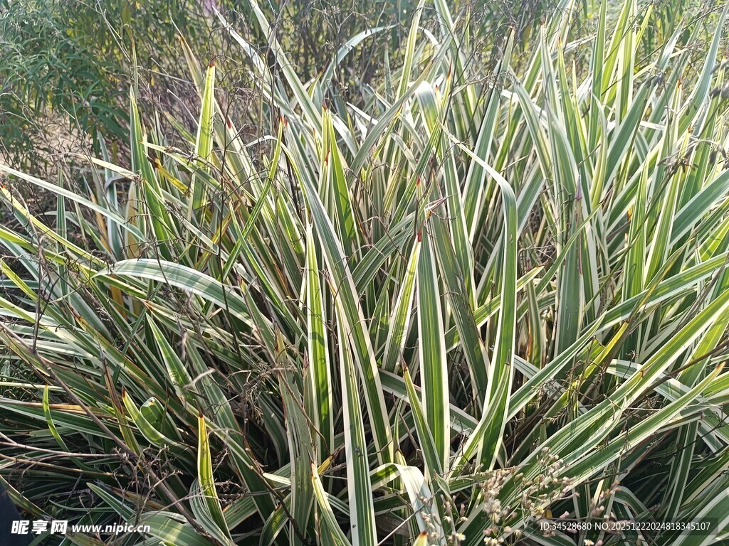 茂盛的绿色植物