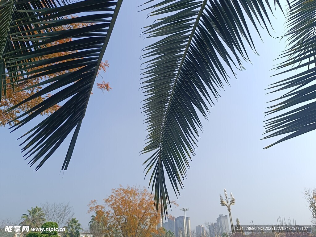棕榈枝叶下的城市景致