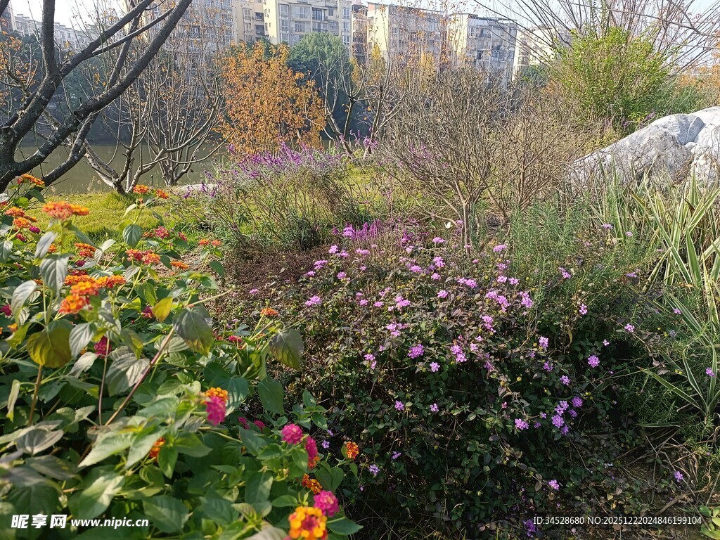 多彩花卉装点户外景致
