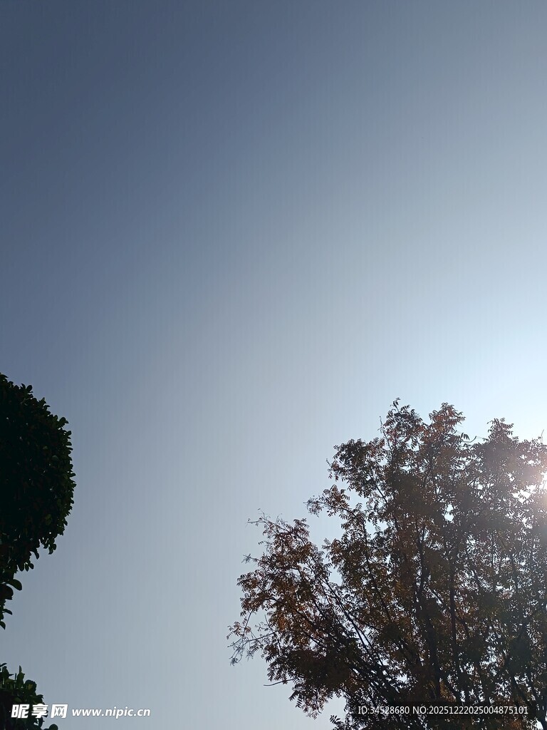 阳光下的树梢剪影
