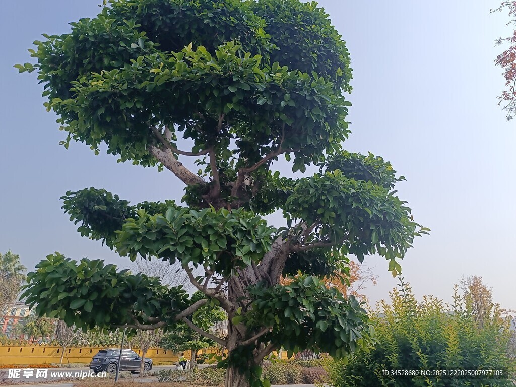 造型独特的景观树