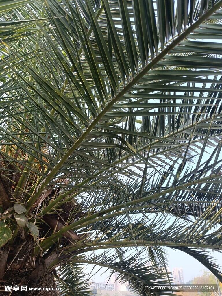 棕榈树繁茂枝叶特写
