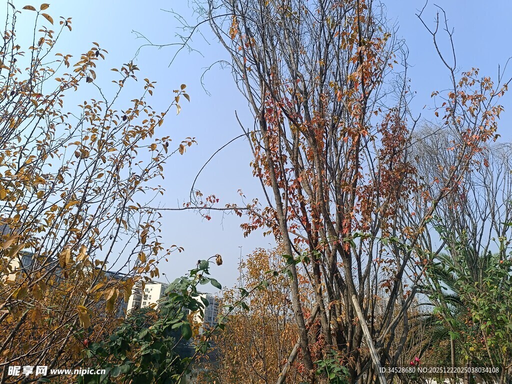 秋日萧瑟树林景象