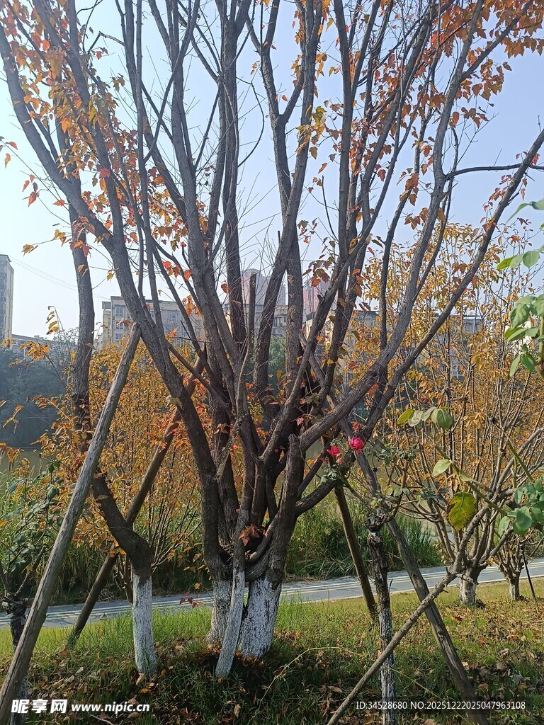 秋日公园光秃树木景观