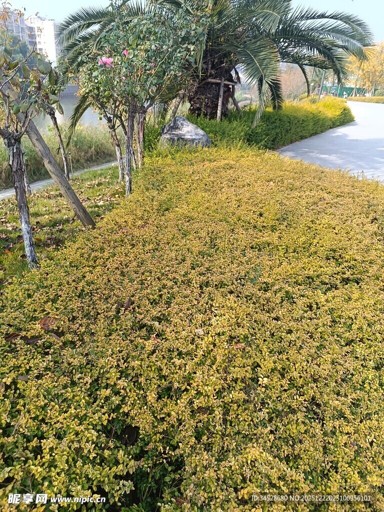 路边金黄灌木丛景观