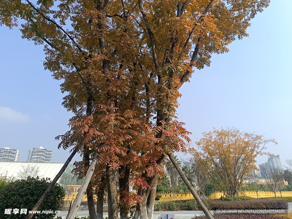 秋日挺拔树木景观