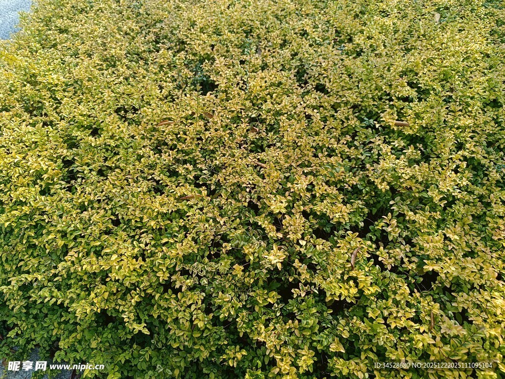 金黄繁茂灌木丛景观