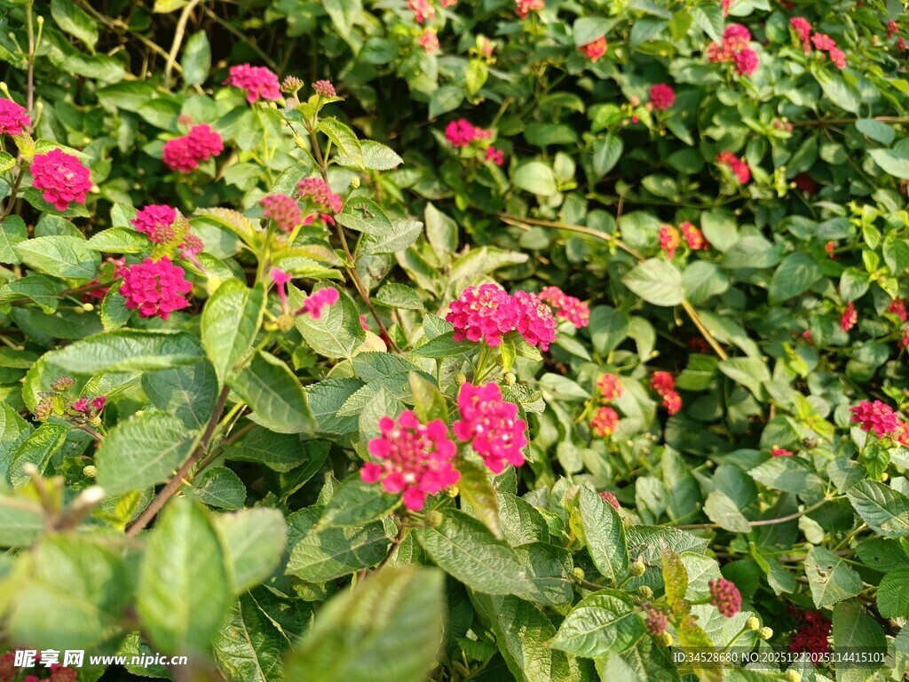 鲜艳花丛中的美丽红花朵