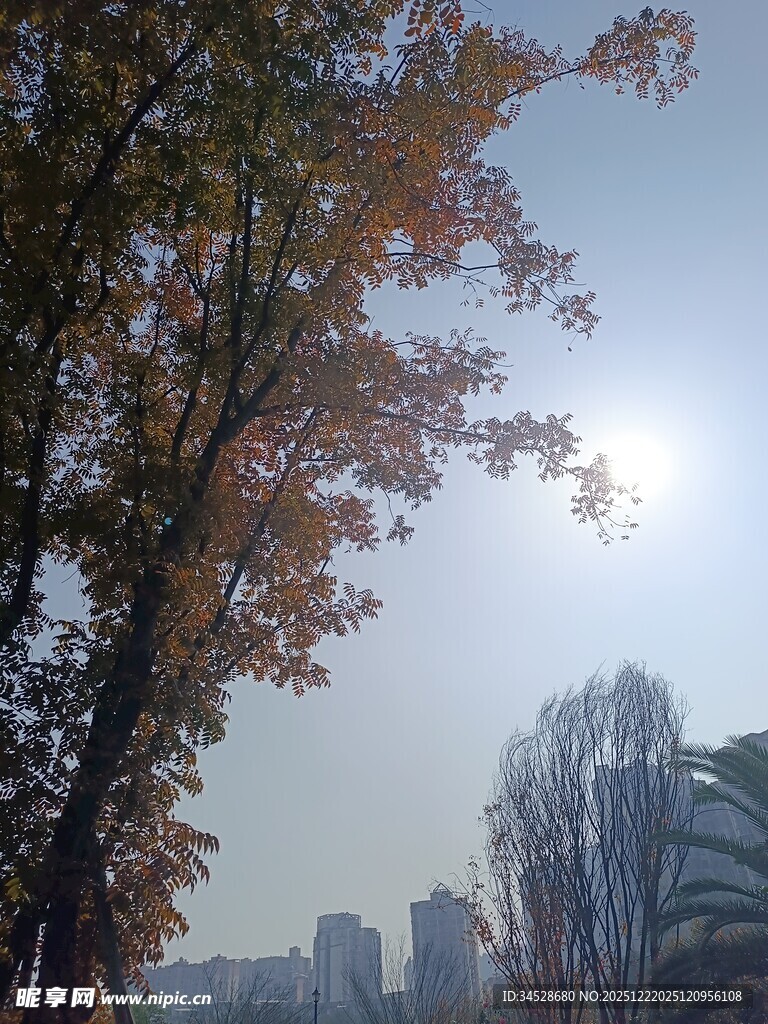 秋日阳光下的树木与城市