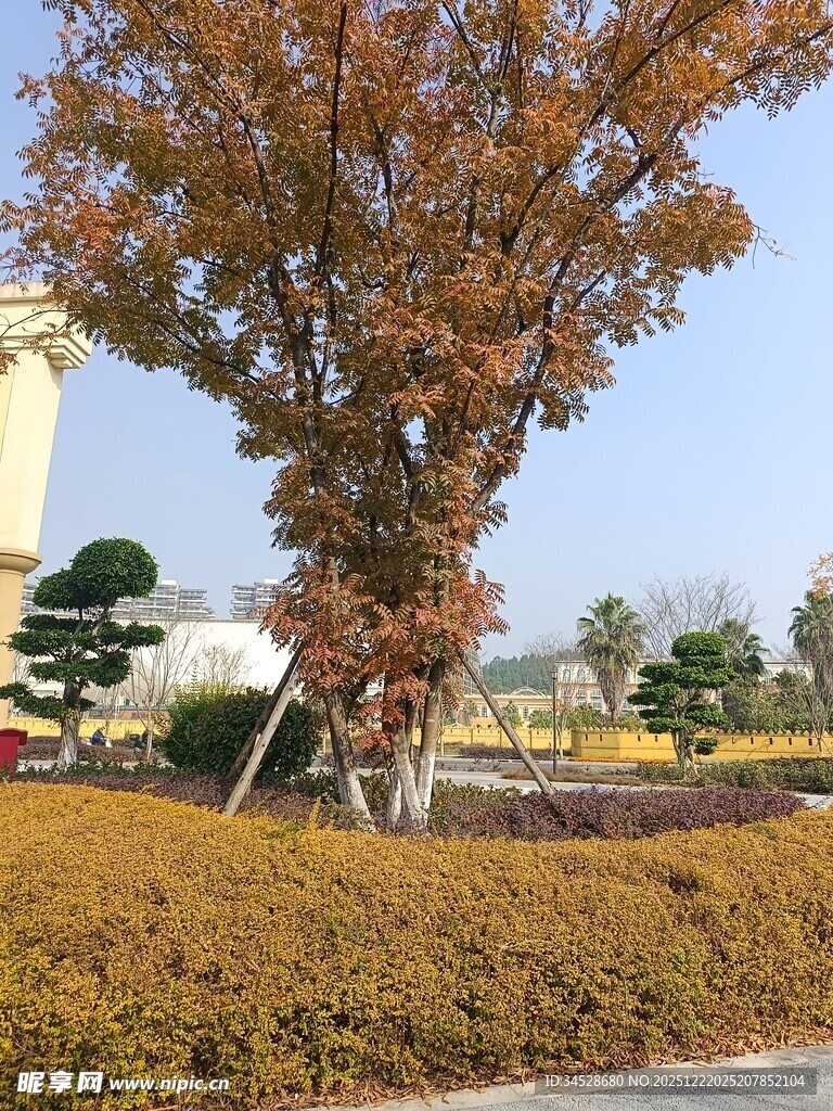 秋日园林景观树与灌木