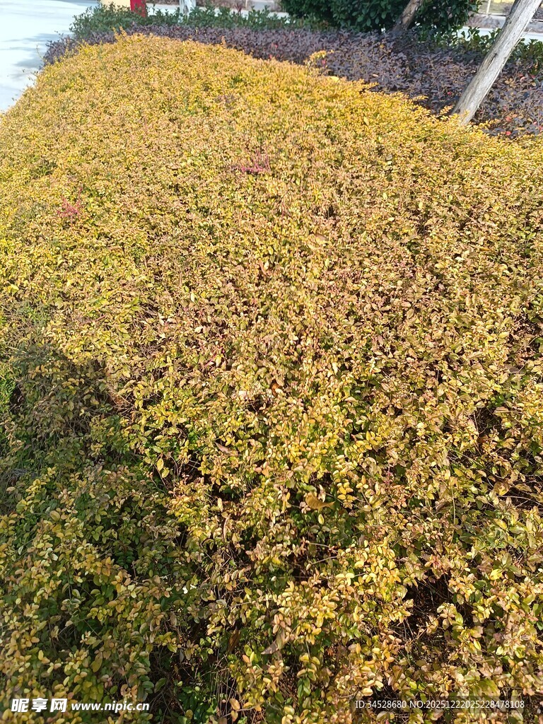 金黄灌木景观
