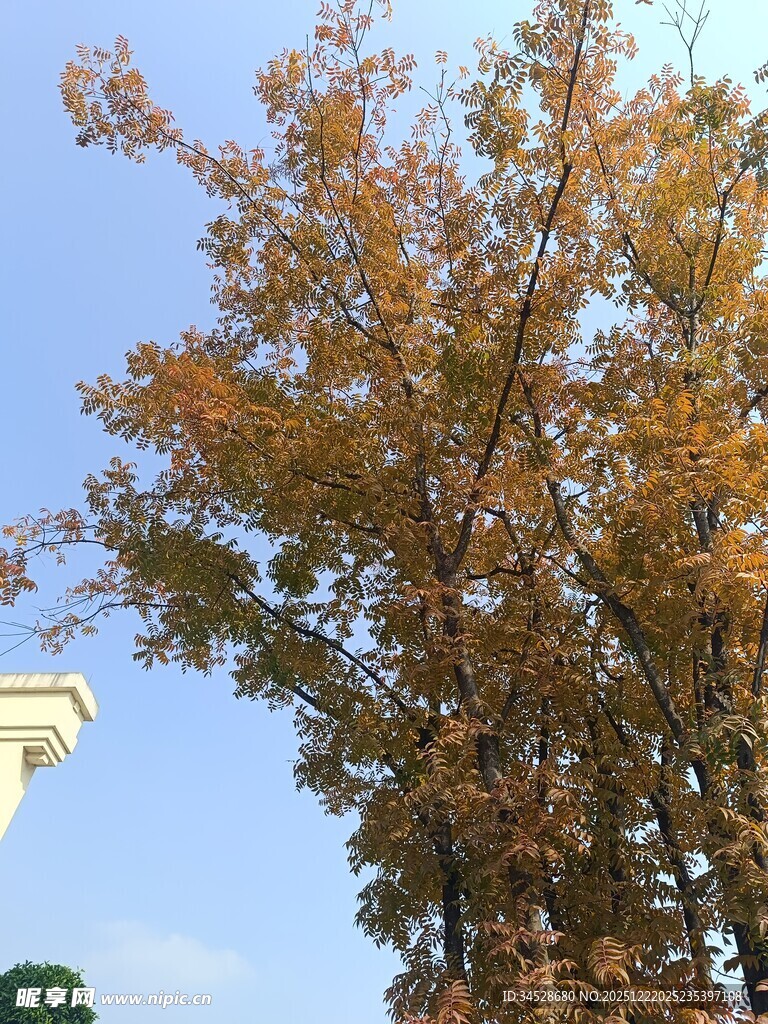 秋日金黄树叶的挺拔树木