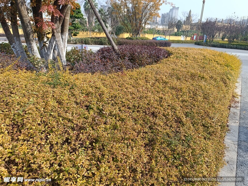 路边金黄灌木景观