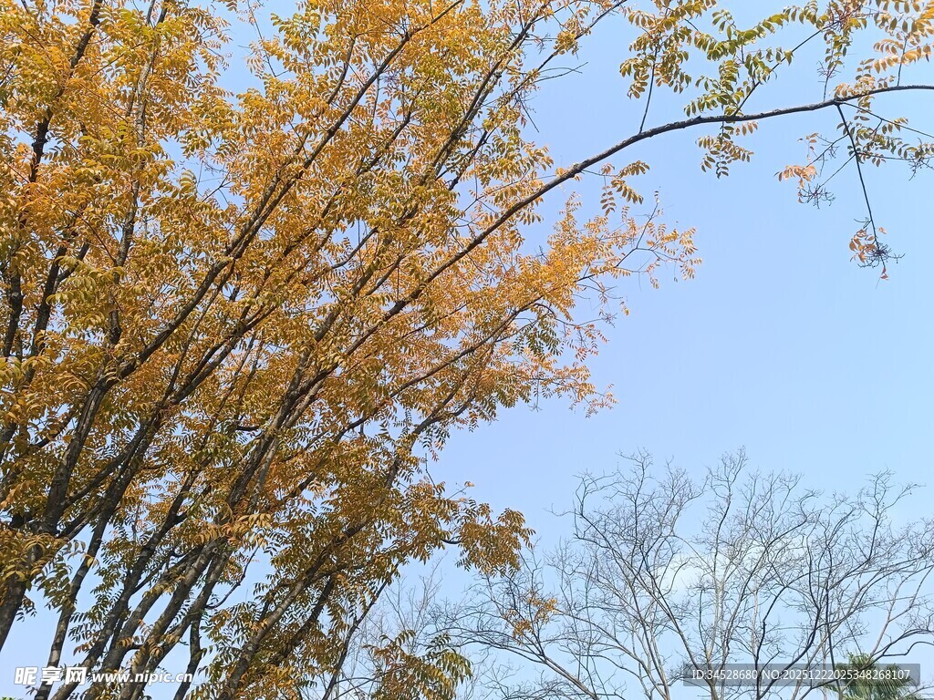 秋日金黄树木蓝天景致